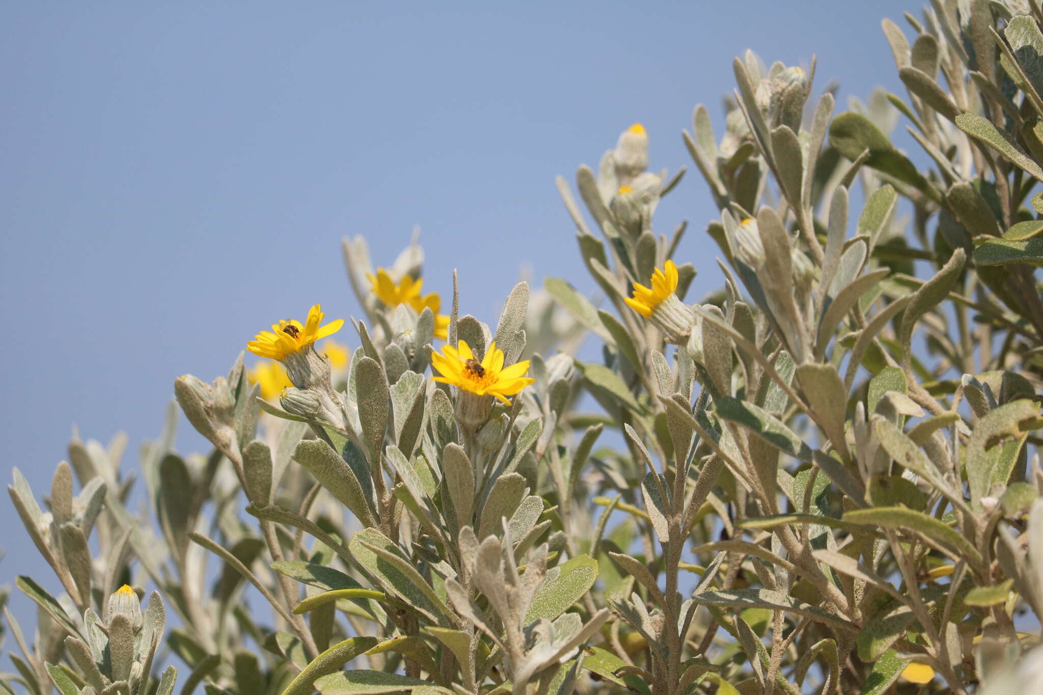 Image of Senecio crassiflorus (Poir.) DC.