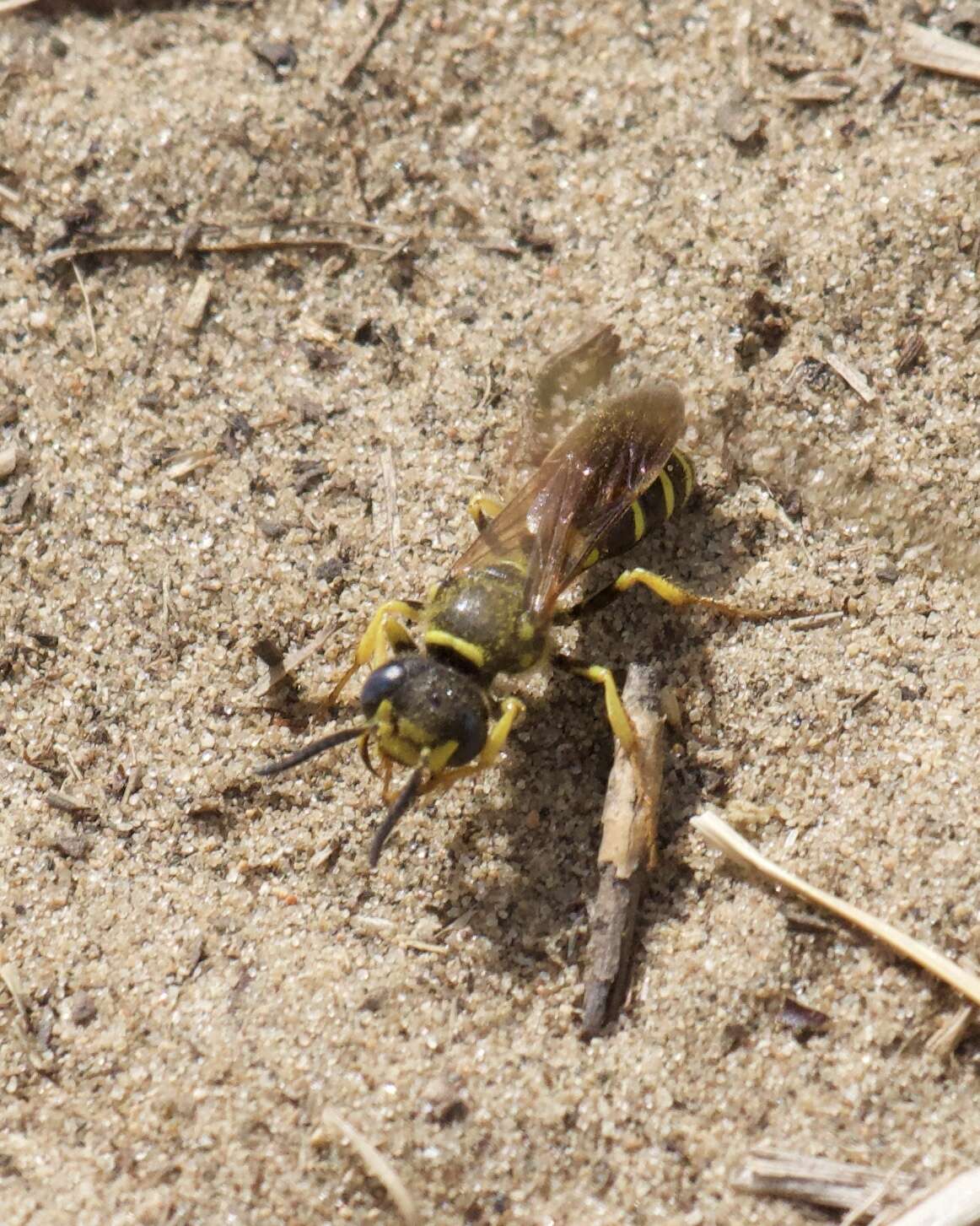 Image of Philanthus solivagus Say 1837