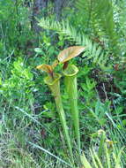 Image of Yellow pitcher plant