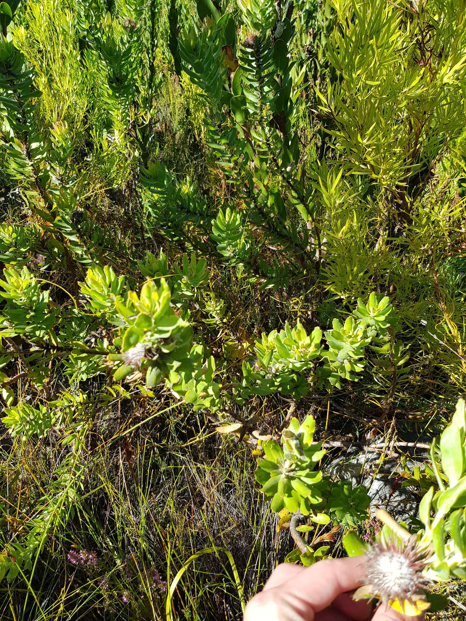 Image of Leucospermum oleifolium (P. J. Bergius) R. Br.