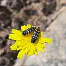 Image of Acmaeodera quadrifasciata (Rossi 1790)