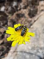 Image of Acmaeodera quadrifasciata (Rossi 1790)