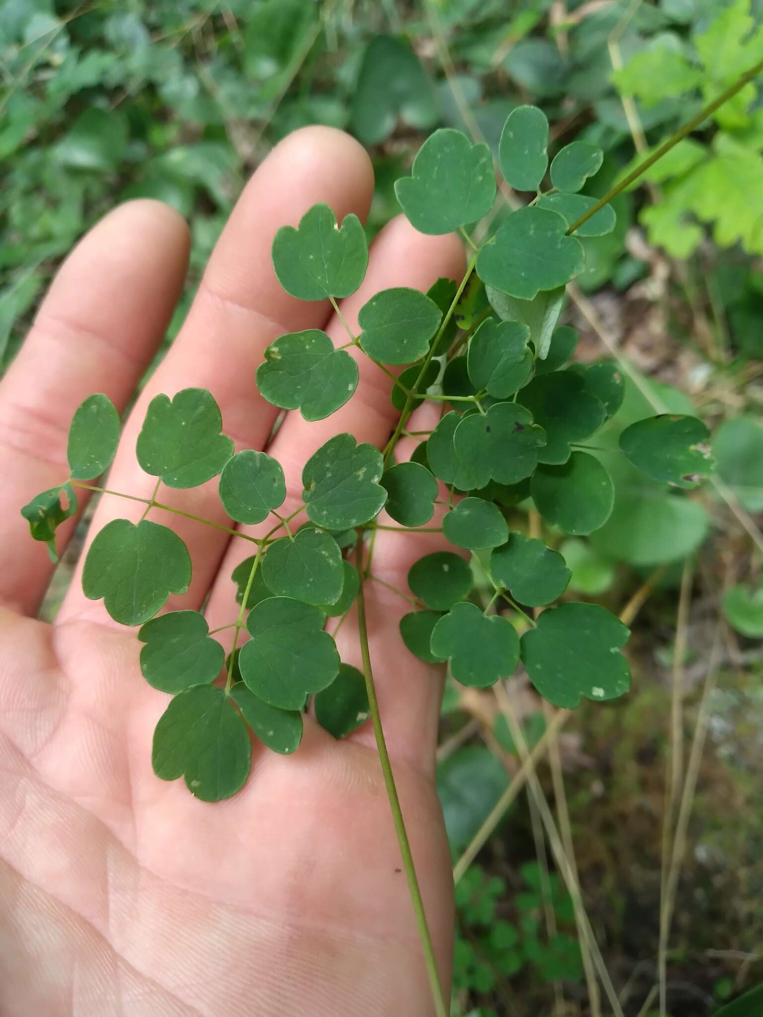 Image of Small-Leaf Meadow-Rue