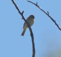 Image of Phylloscopus trochilus trochilus (Linnaeus 1758)