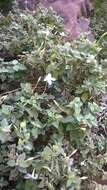 Image of Barleria longiflora L. fil.