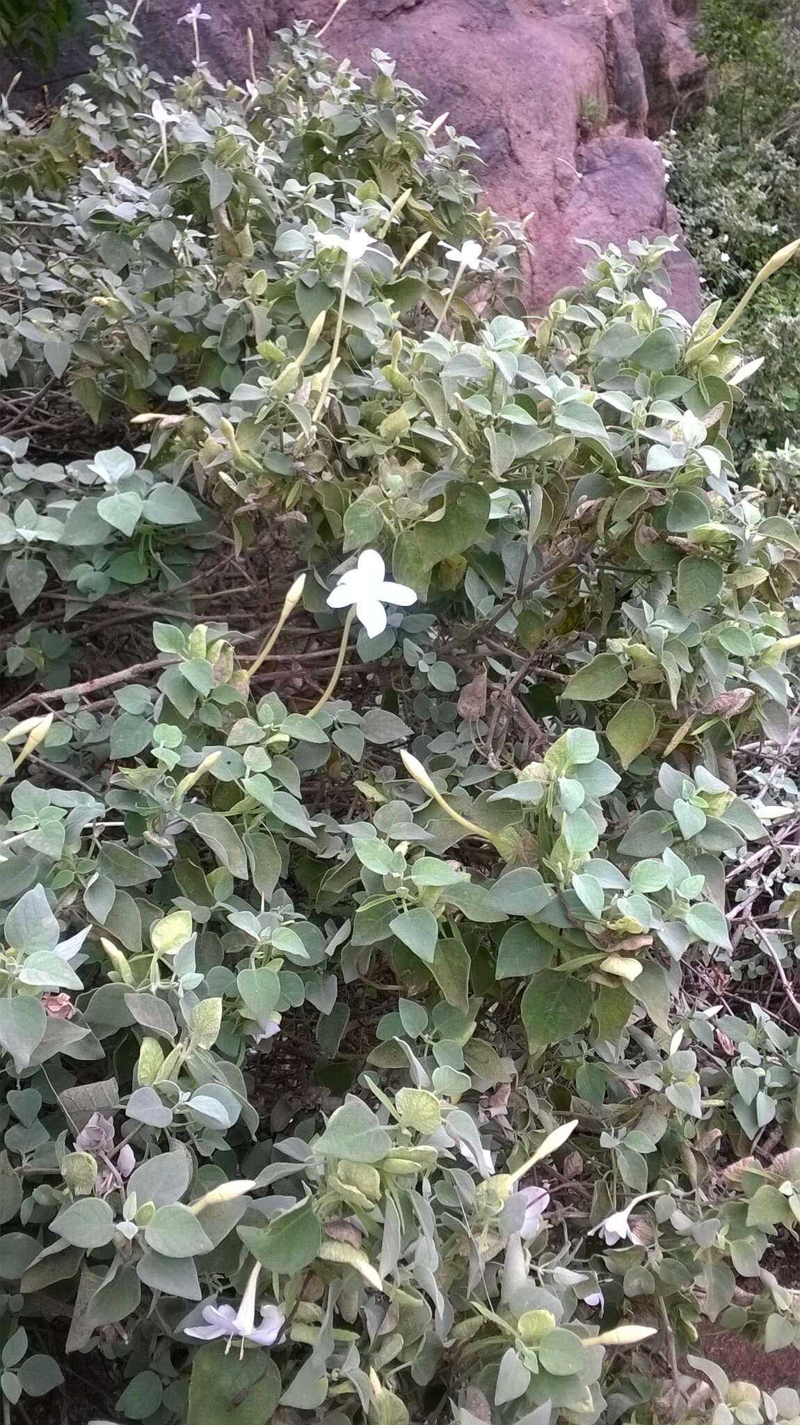 Imagem de Barleria longiflora L. fil.