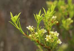 Image of Diosma aristata I. Williams