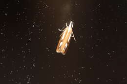 صورة Catoptria latiradiellus Walker 1863