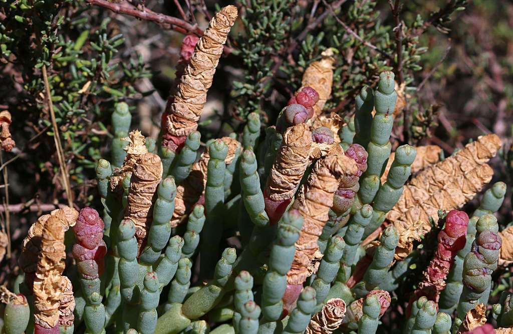 Image of Salicornia blackiana Ulbr.