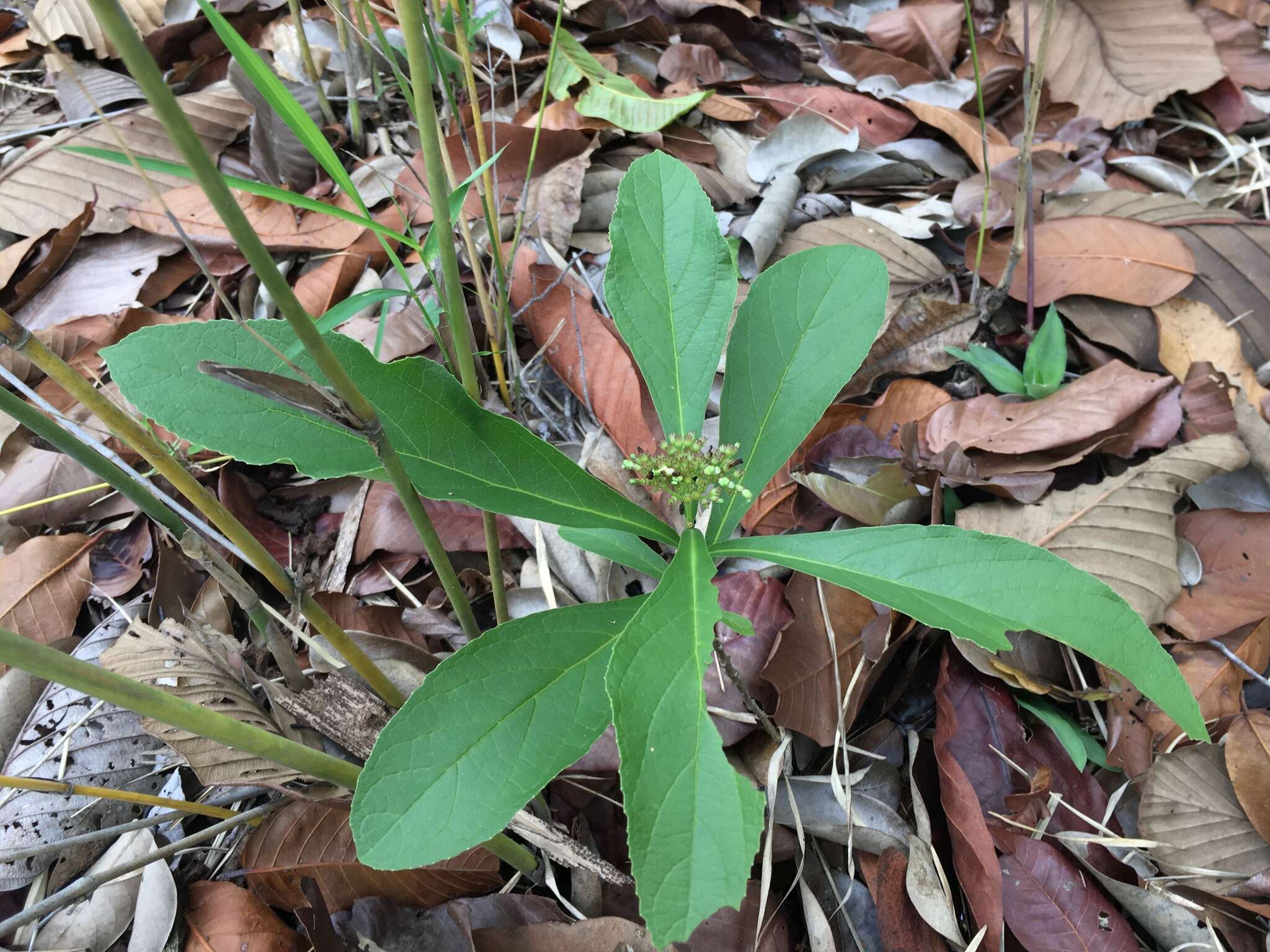 Imagem de Premna herbacea Roxb.