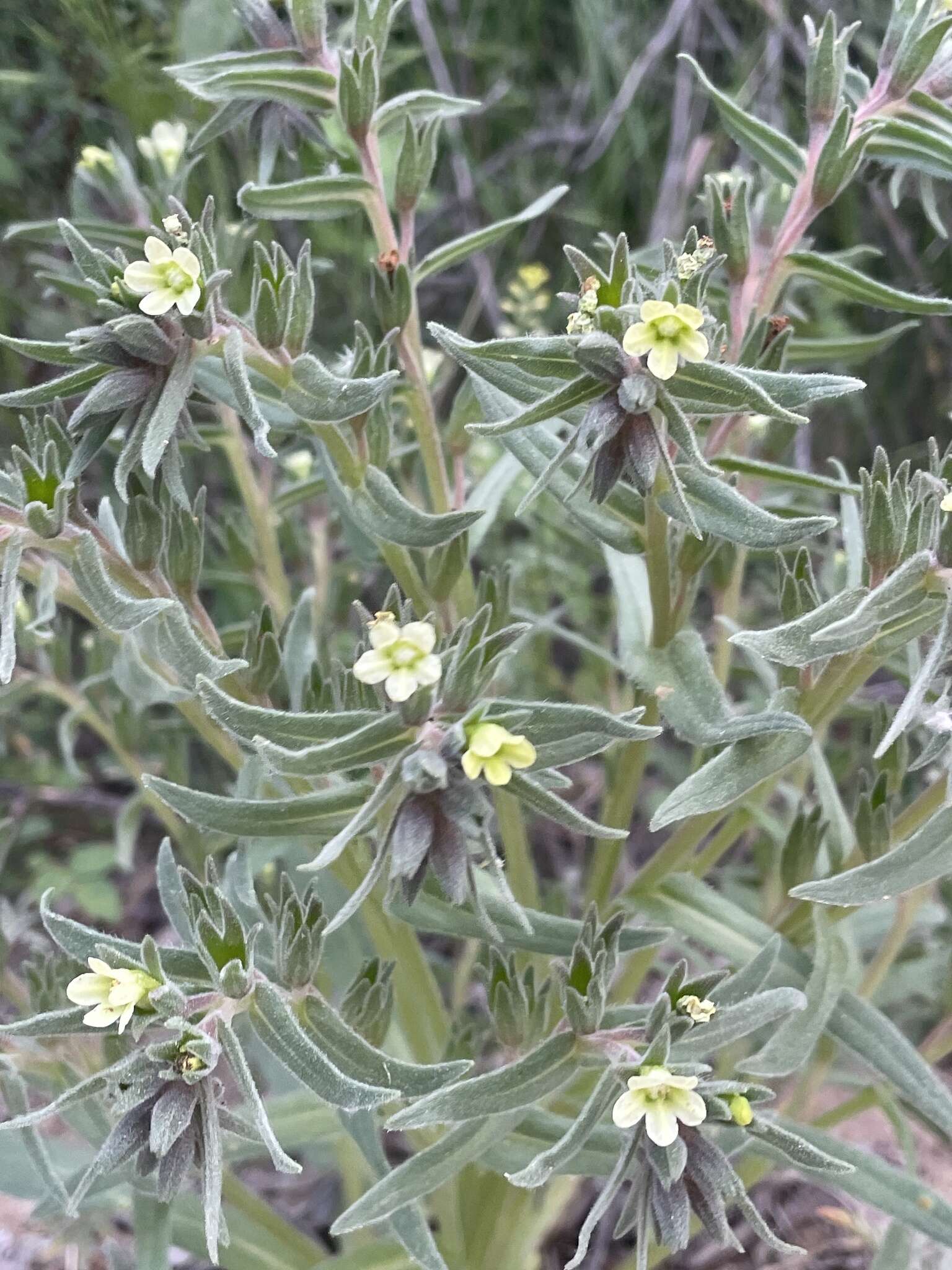 Image of Alkanna orientalis var. leucantha (Bornm.) A. Huber-Morath