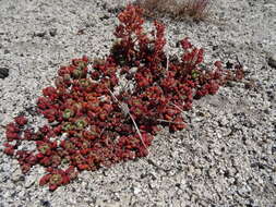 Image of Sierra stonecrop