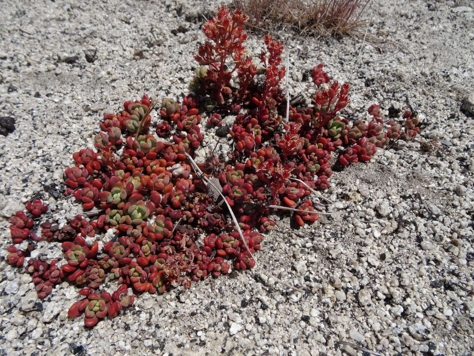 Image of Sierra stonecrop