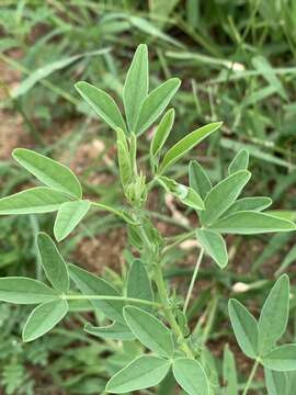 Image of Crotalaria damarensis Engl.