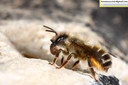 Image of Osmia excavata Alfken 1903