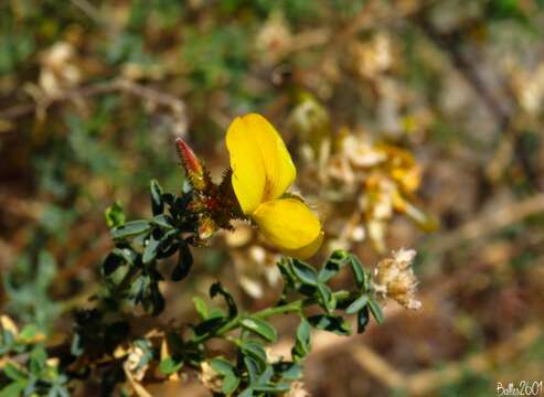 Sivun Adenocarpus lainzii (Castrov.) Castrov. kuva