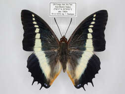 Image of Charaxes brutus angustus Rothschild 1900