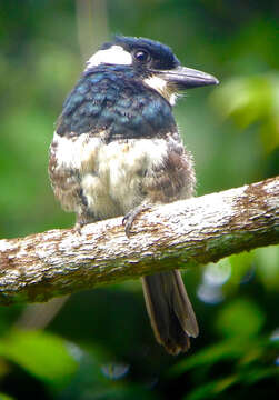 Image of Black-breasted Puffbird