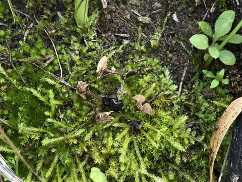 Image of Sclerotinia sclerotiorum (Lib.) de Bary 1884