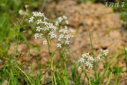 Imagem de Lysimachia candida Lindl.