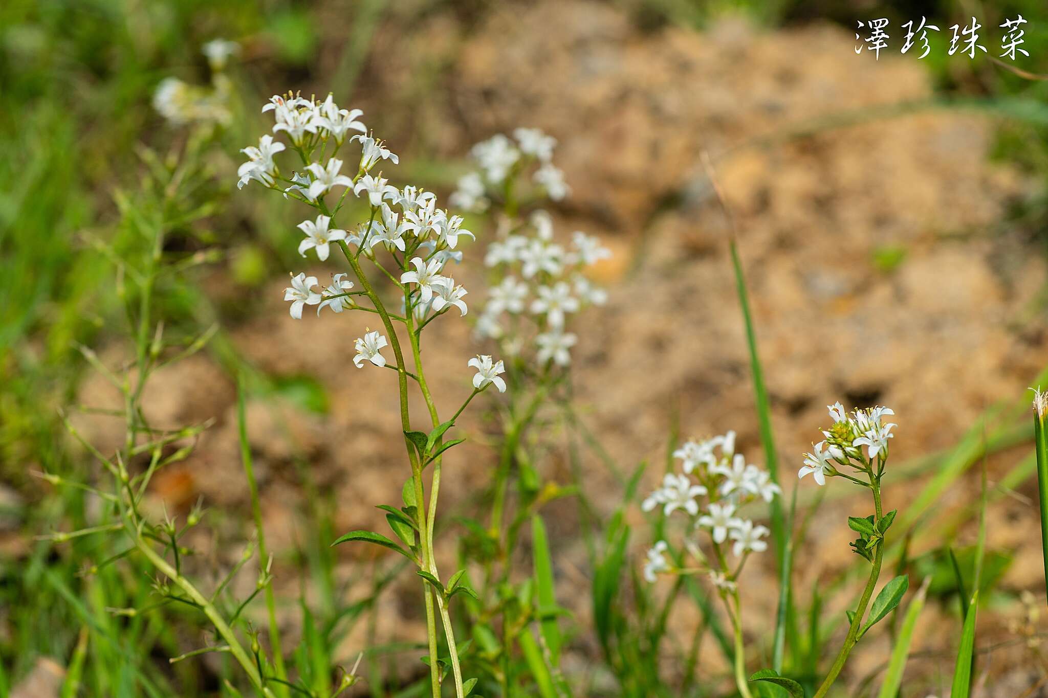 Image of Lysimachia candida Lindl.