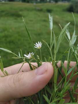 Imagem de Stellaria hebecalyx Fenzl