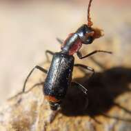 Imagem de Cyrtosus cyanipennis