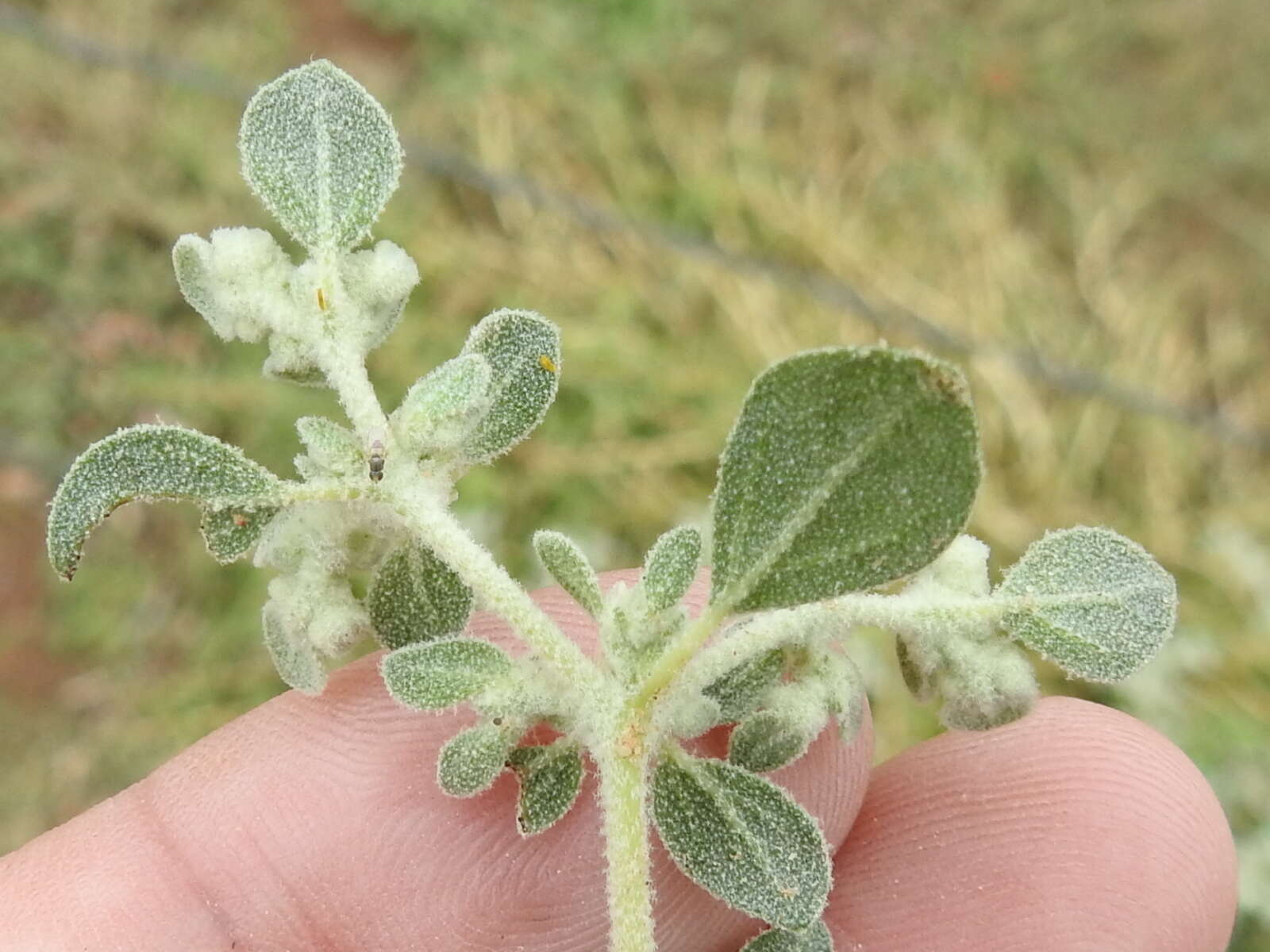 Image of woolly tidestromia