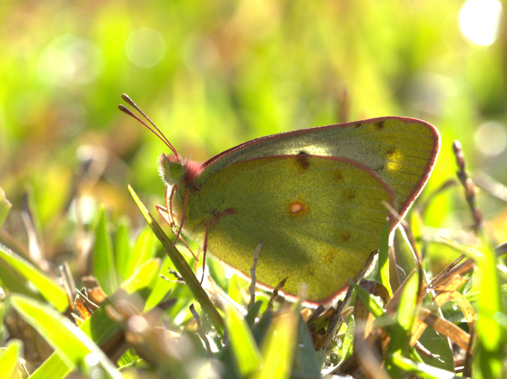 Image of <i>Colias nilagiriensis</i>