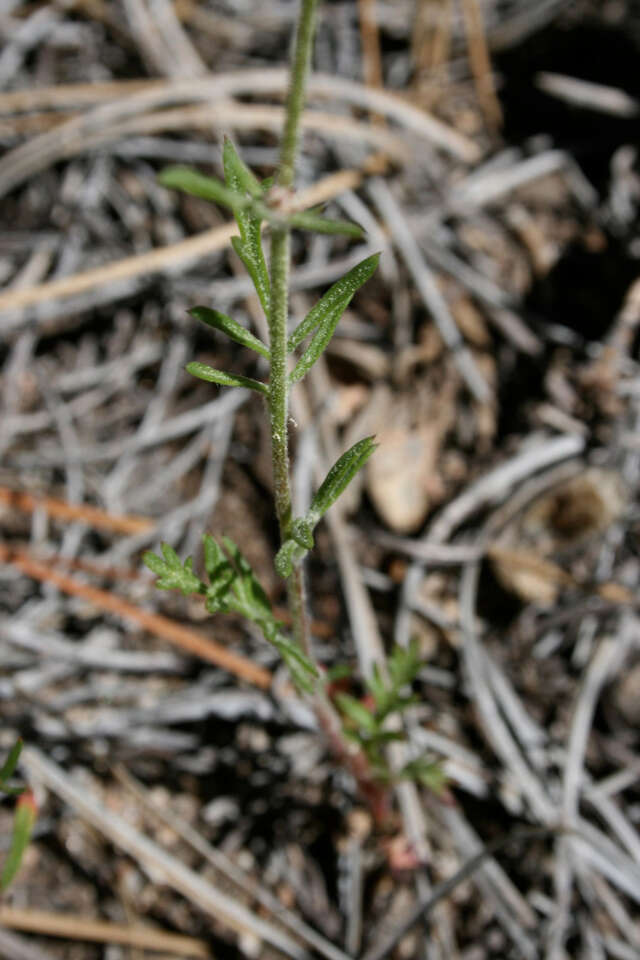 Image of foothill gilia