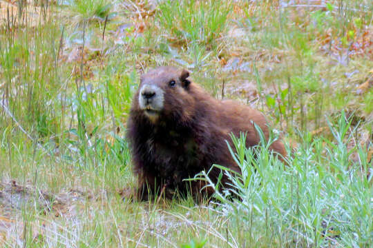 Слика од Marmota vancouverensis Swarth 1911