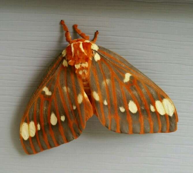 Image of Regal Moth