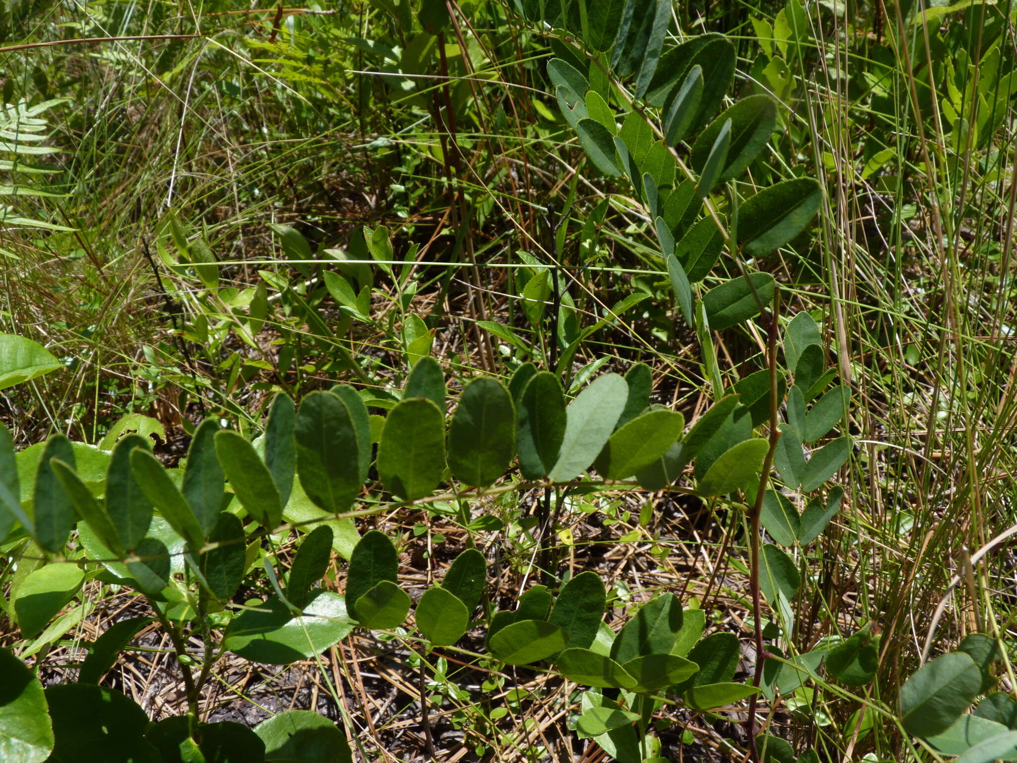 Image of Georgia false indigo