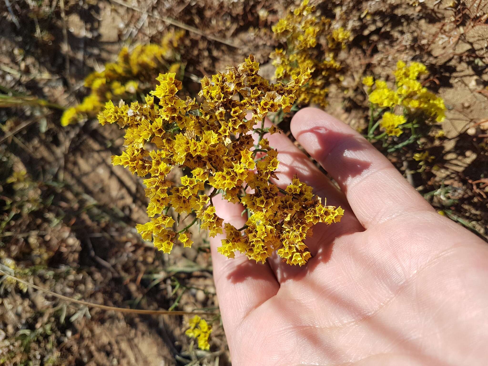 Image de Limonium aureum (L.) Hill