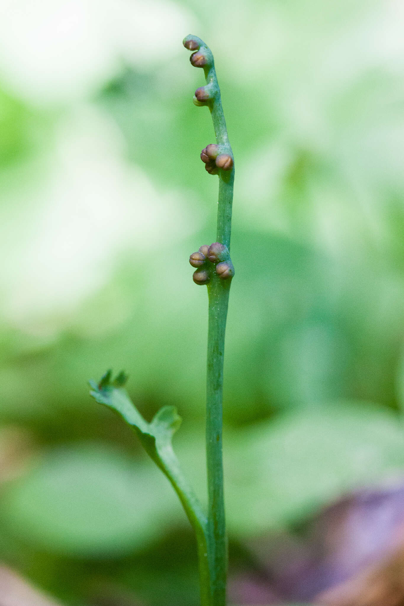 Imagem de Botrychium montanum Wagner