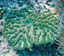 Image of Largebrain Root Coral