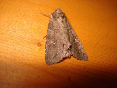 Image of Pale shining brown moth