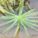 Sivun Blyxa octandra (Roxb.) Planch. ex Thwaites kuva