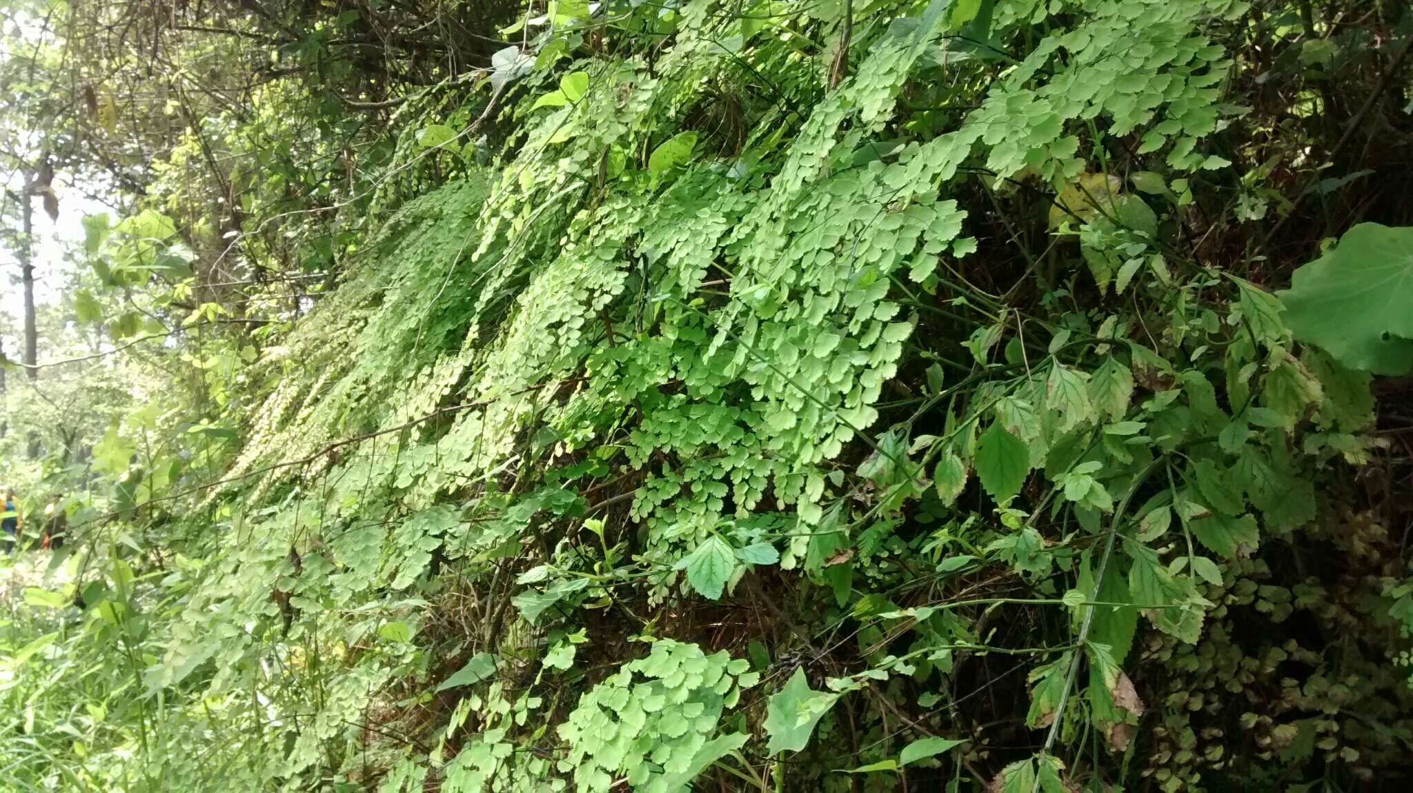 Imagem de Adiantum amplum C. Presl