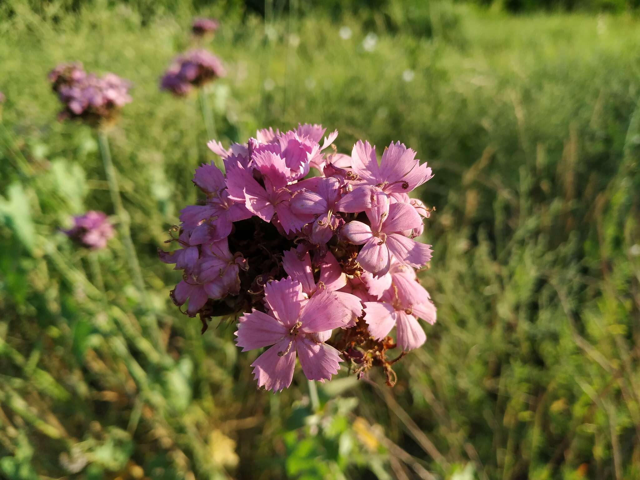 Image of Dianthus capitatus subsp. andrzejowskianus Zapal.