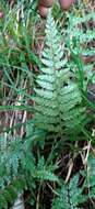 Image of Polystichum piceopaleaceum Tag.