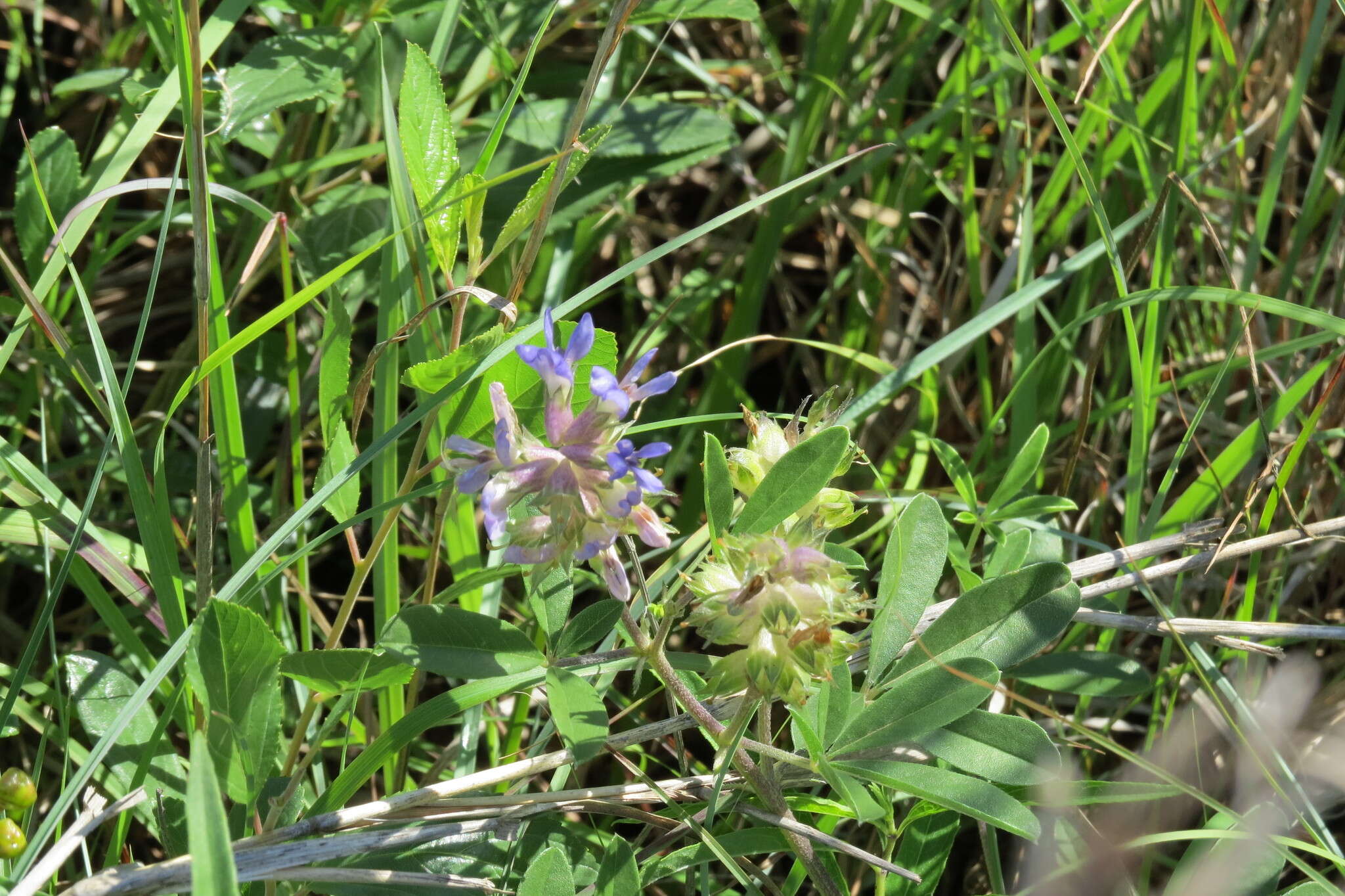 Image of largebract Indian breadroot