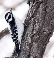 Dryobates pubescens pubescens (Linnaeus 1766) resmi