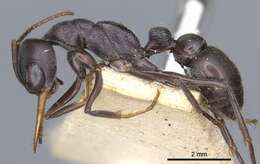 Image of Bull ants