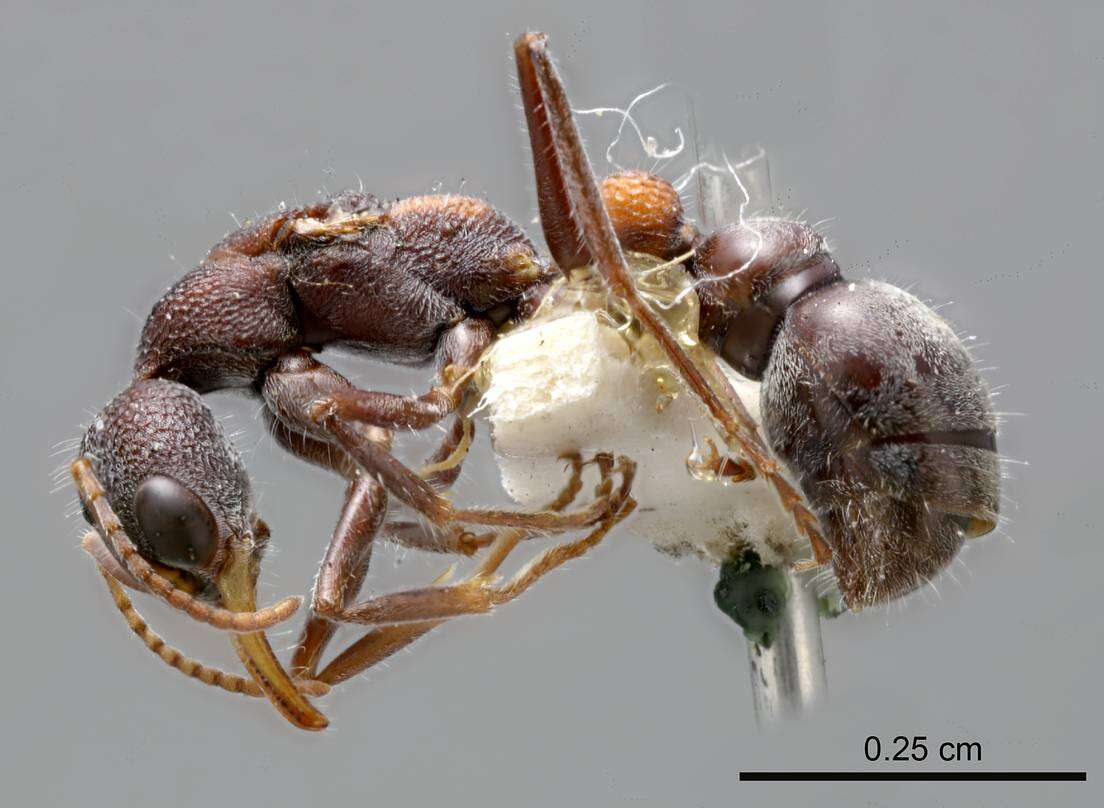 Image of Bull ants