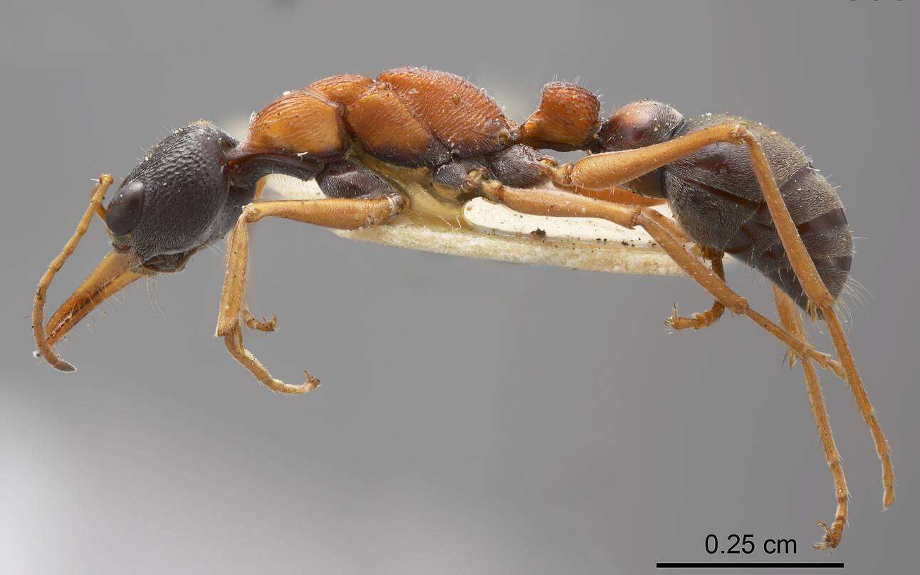 Image of Bull ants