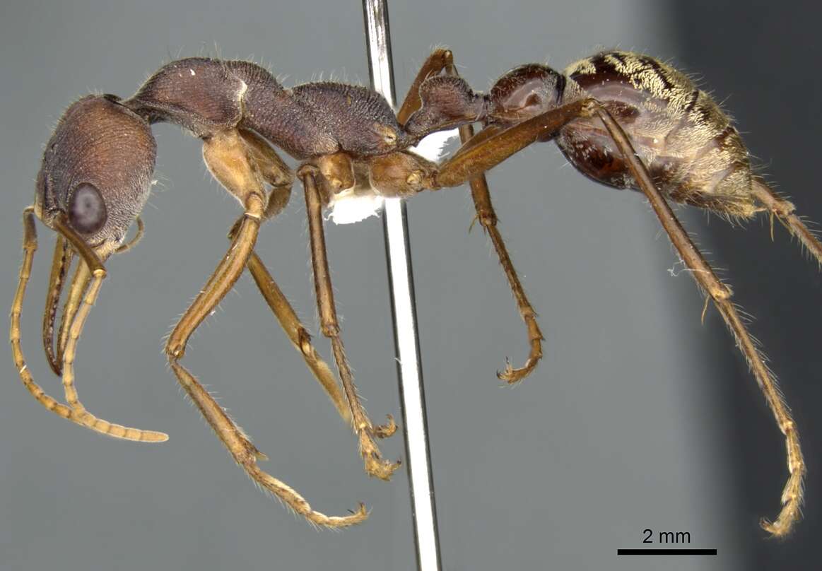 Image of Bull ants