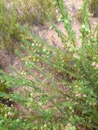 Eremophila racemosa (Endl.) F. Muell. resmi