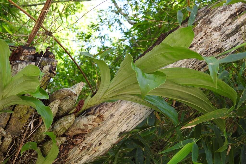 Image of Clowesia russelliana (Hook.) Dodson