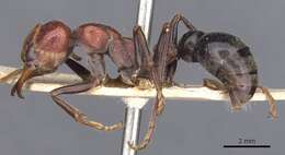 Image of Bull ants